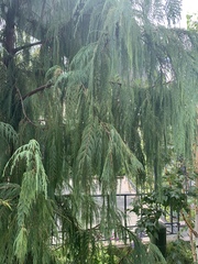 Cupressus cashmeriana