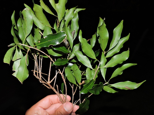 Ocotea catharinensis, photograph 4