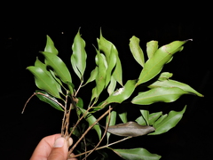 (c) Fabrício Mil Homens Riella, some rights reserved (CC BY) Ocotea catharinensis, photograph (c) Fabrício Mil Homens Riella, some rights reserved (CC BY)