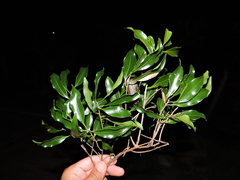 Ocotea catharinensis, photograph (c) Fabrício Mil Homens Riella, some rights reserved (CC BY)