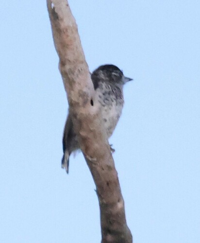 White-bellied Piculet (Picumnus spilogaster)
