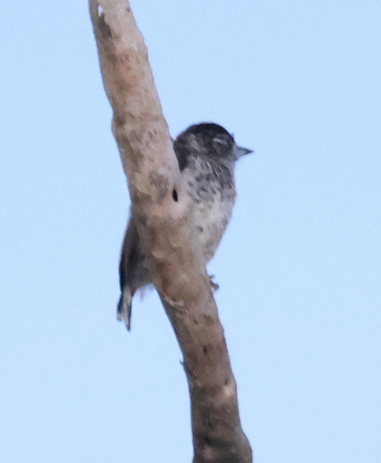 White-bellied Piculet (Picumnus spilogaster), photo 1
