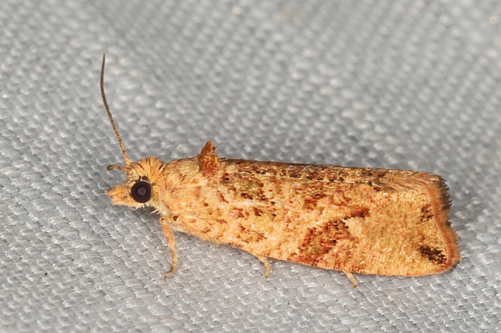 Paraeccopsis exhilarata