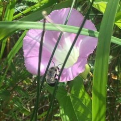 Anthophora bomboides
