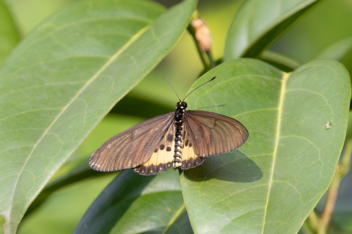 Acraea camaena