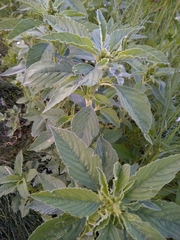 Amaranthus hybridus