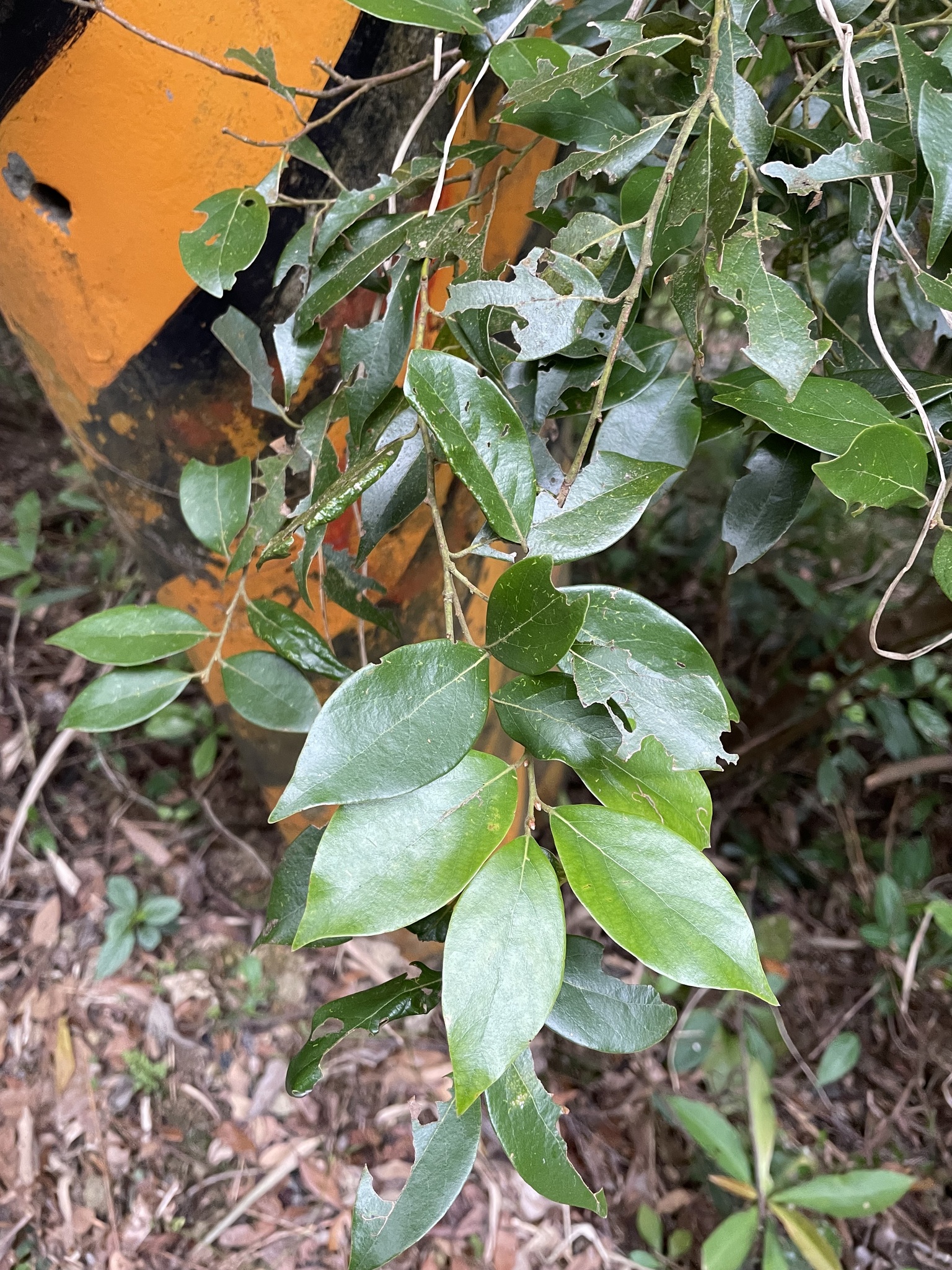 Imagem de Canela-de-veado