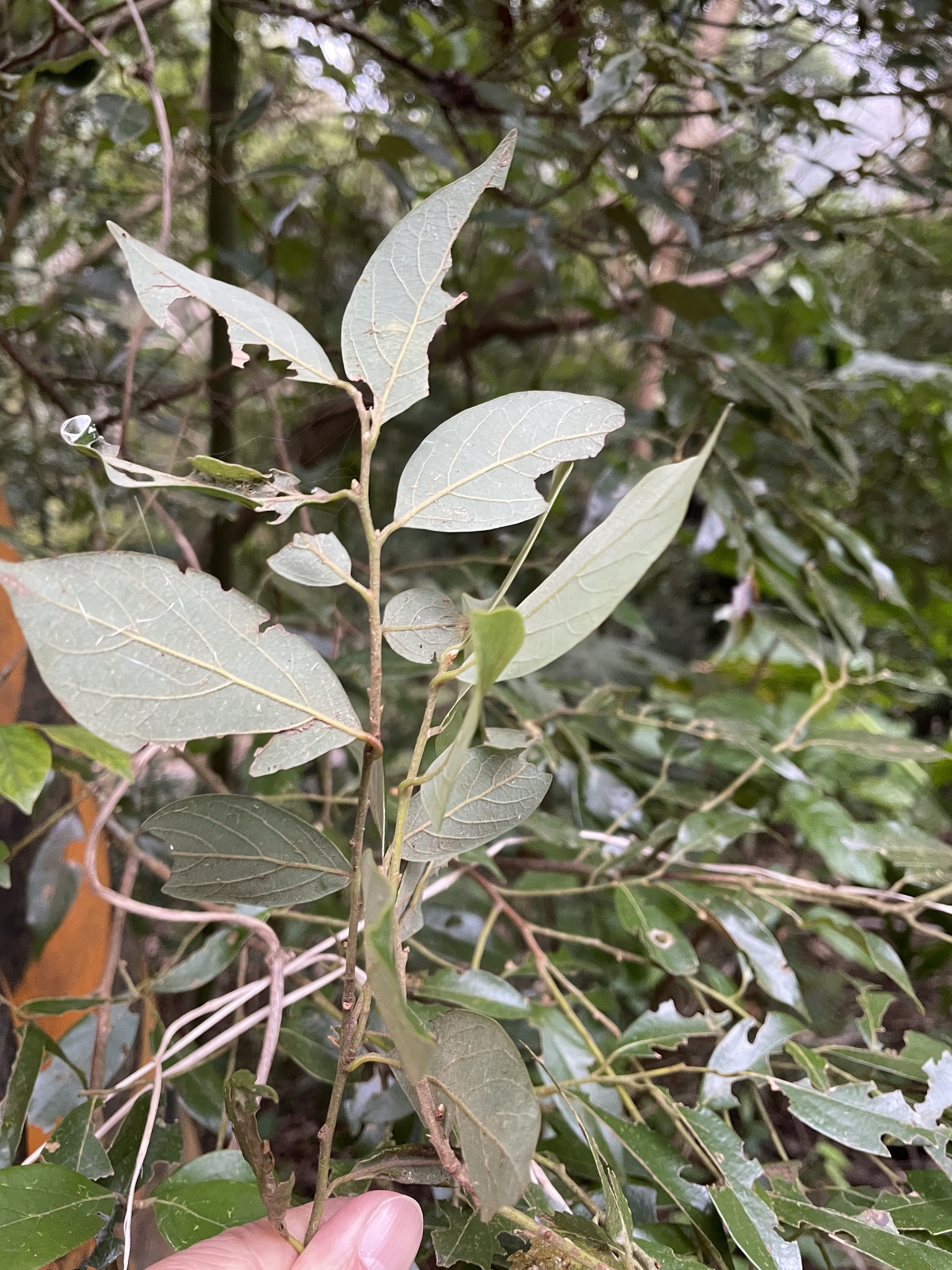 Imagem de Canela-de-veado