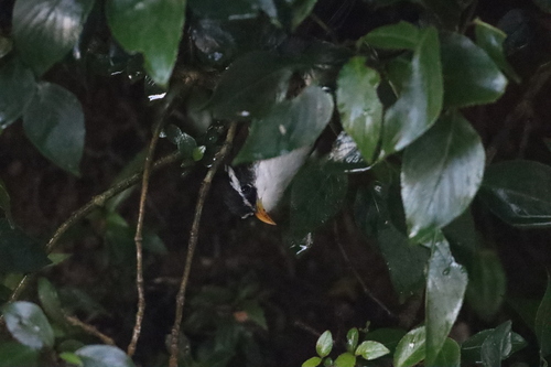 Sri Lanka Scimitar Babbler (Pomatorhinus melanurus), photo 10