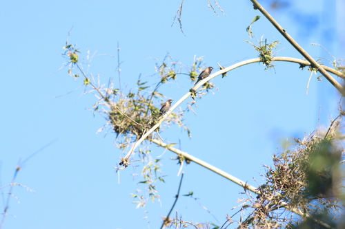 Black-throated Munia (Lonchura kelaarti), photo 3