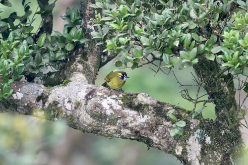 Yellow-eared Bulbul (Pycnonotus penicillatus), photo 5