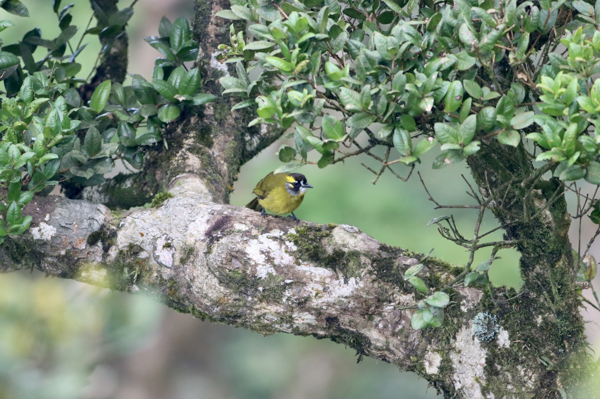 Yellow-eared Bulbul (Pycnonotus penicillatus), photo 5