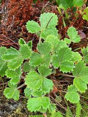 Potentilla × villosula