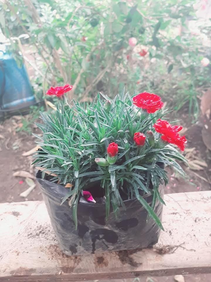 Foto de Cravo