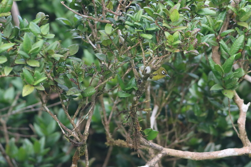 Sri Lanka White-eye (Zosterops ceylonensis), photo 3