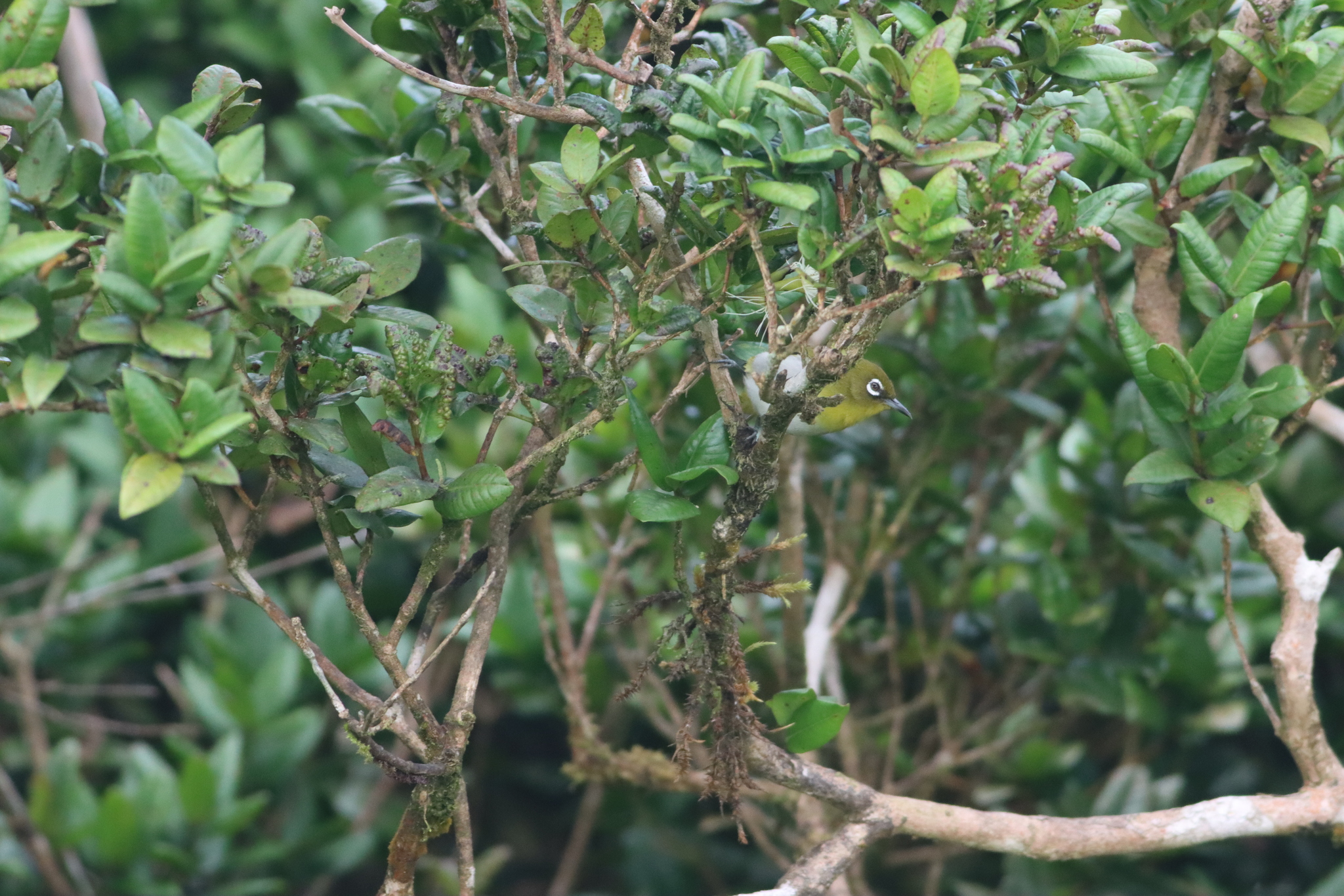 Sri Lanka White-eye (Zosterops ceylonensis), photo 6