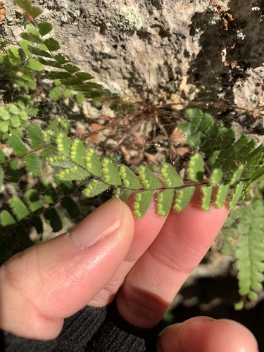 Image of Trailing Maidenhair Fern (Adiantum caudatum) by (c) 呂一起(Lu i-chi), some rights reserved (CC BY)