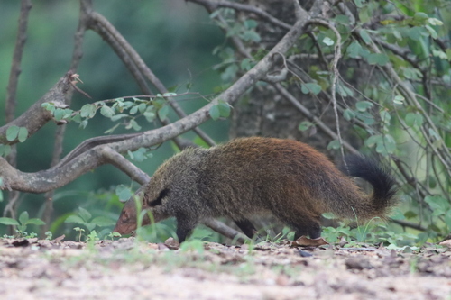 Stripe-necked Mongoose