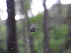 Micrathena saccata
