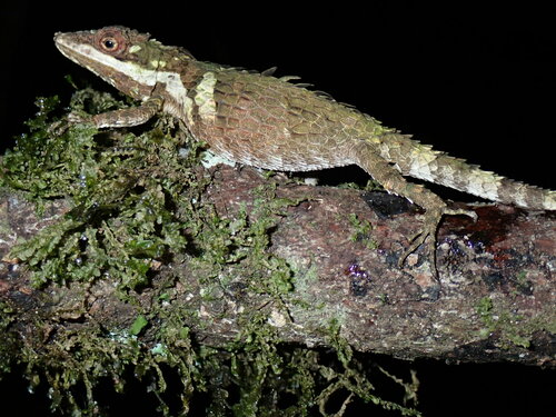 Ceylon Deaf Agama