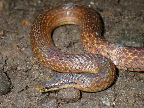 Common Rough-sided Snake