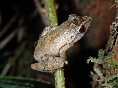 Horton Plains Shrub Frog, Pseudophilautus alto