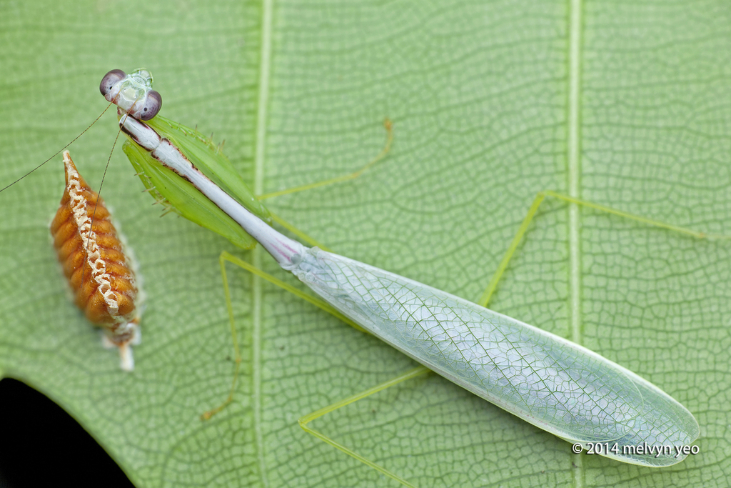 Leptomantella