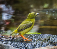 Orange-Collared Manakin photo 3