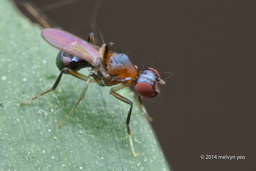 Hypselothyrea