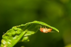 Copestylum sexmaculatum