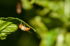 Copestylum sexmaculatum