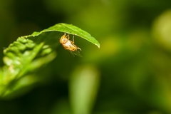 Copestylum sexmaculatum