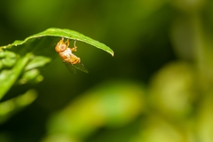 Copestylum sexmaculatum