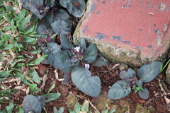 Strobilanthes reptans