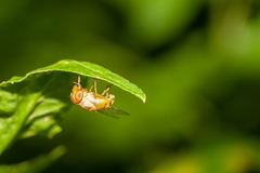 Copestylum sexmaculatum