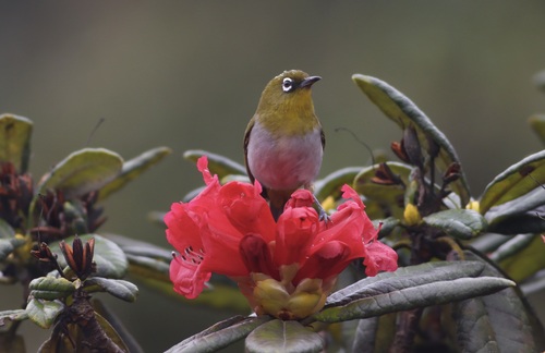 Sri Lanka White-eye (Zosterops ceylonensis), photo 4