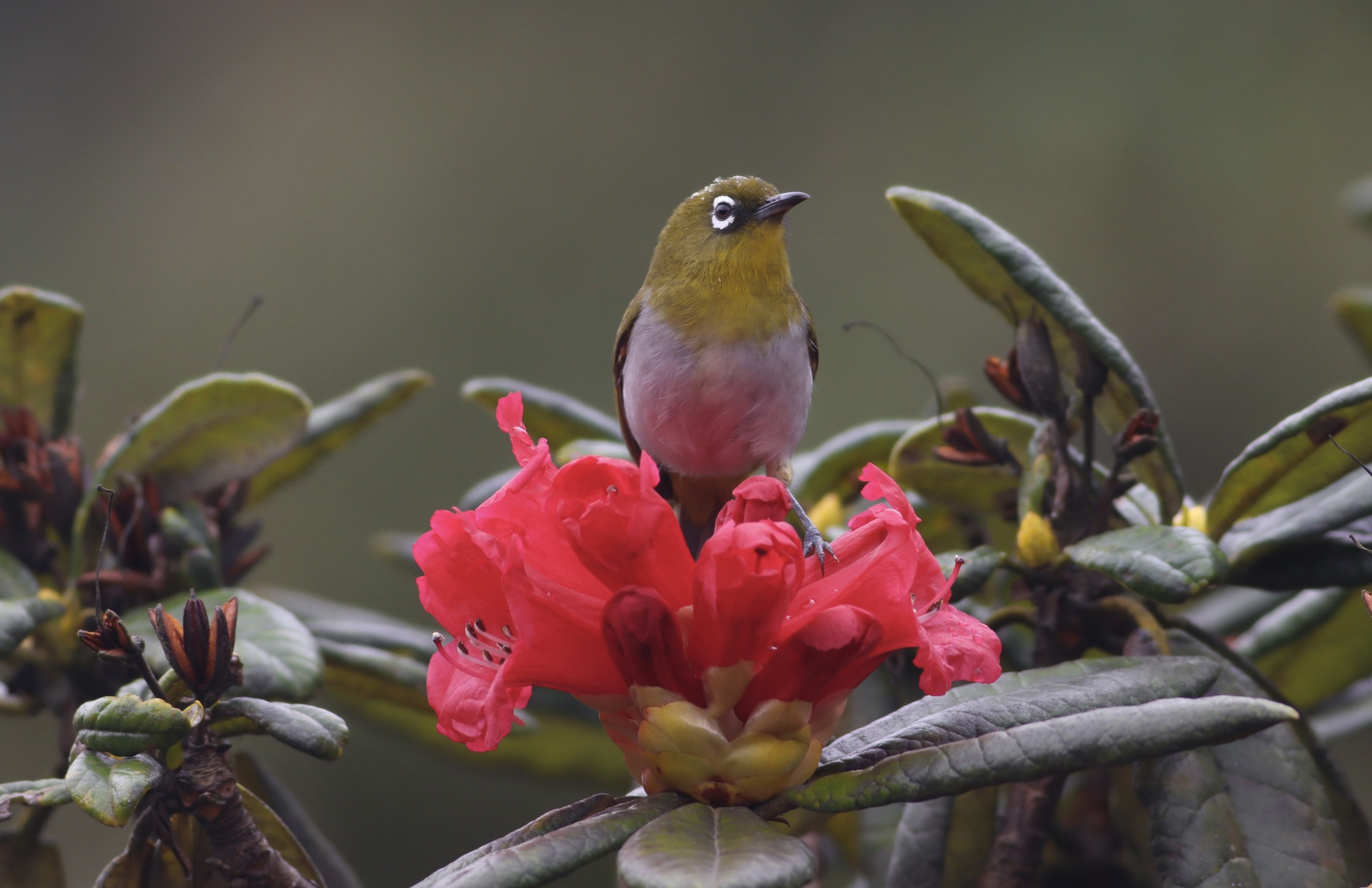 Sri Lanka White-eye (Zosterops ceylonensis), photo 7