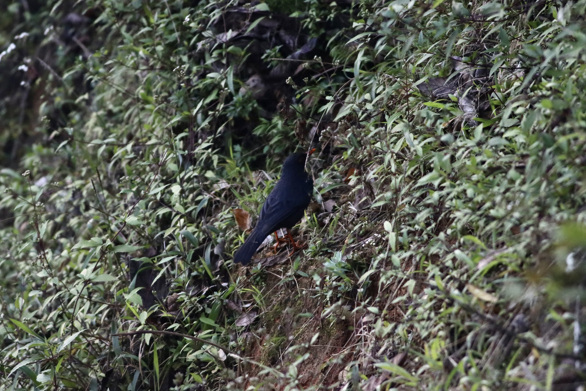 Indian Blackbird (Turdus simillimus), photo 4