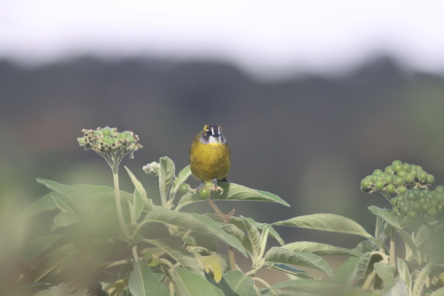 Yellow-eared Bulbul (Pycnonotus penicillatus), photo 4