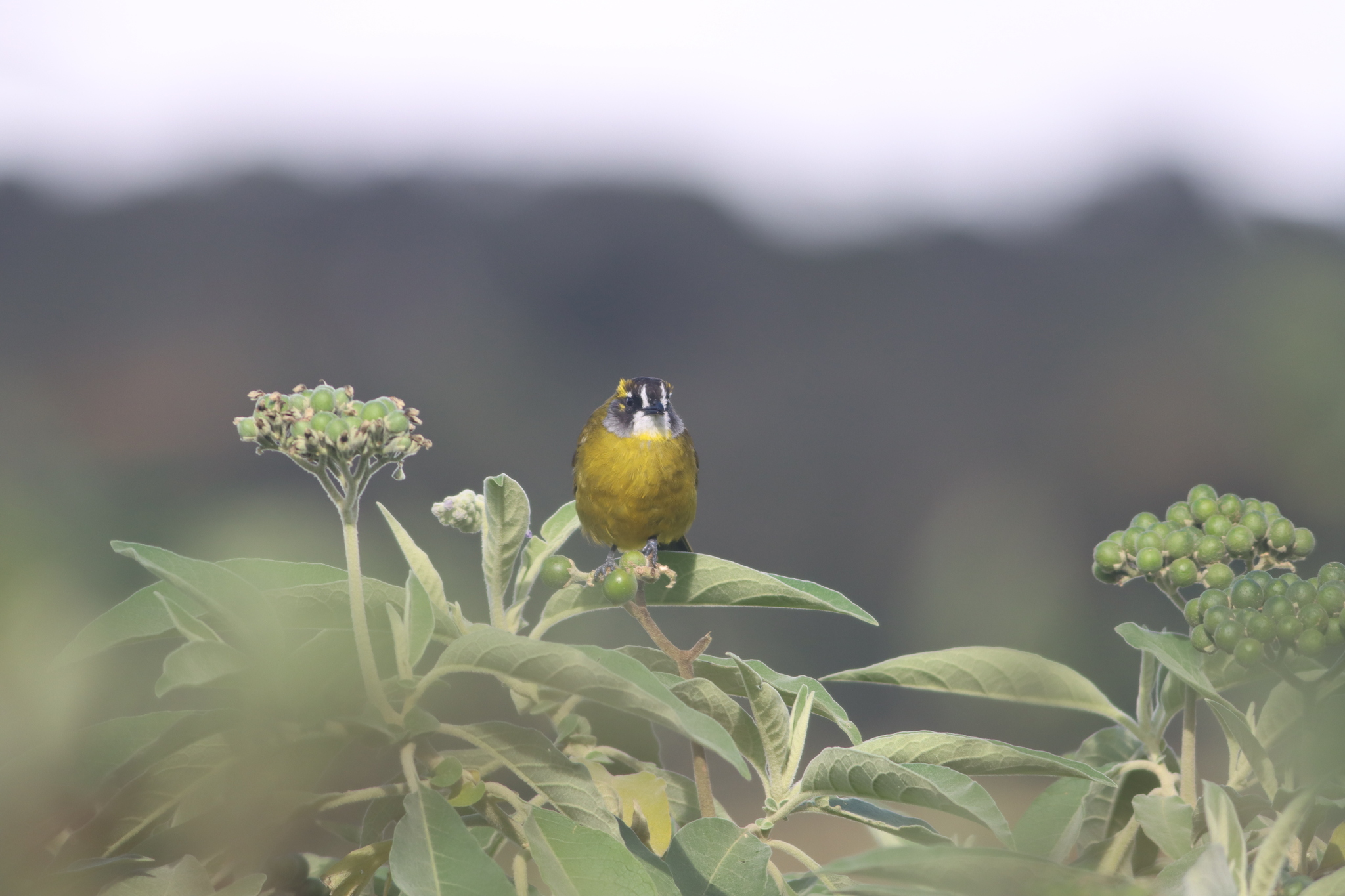 Yellow-eared Bulbul (Pycnonotus penicillatus), photo 4