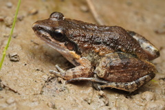 Icacos White-Lipped Frog photo 1