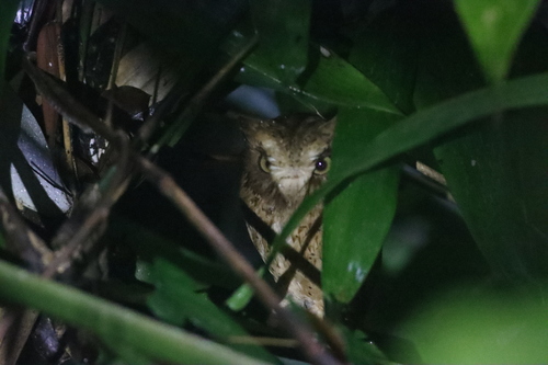 Serendib Scops Owl (Otus thilohoffmanni), photo 3