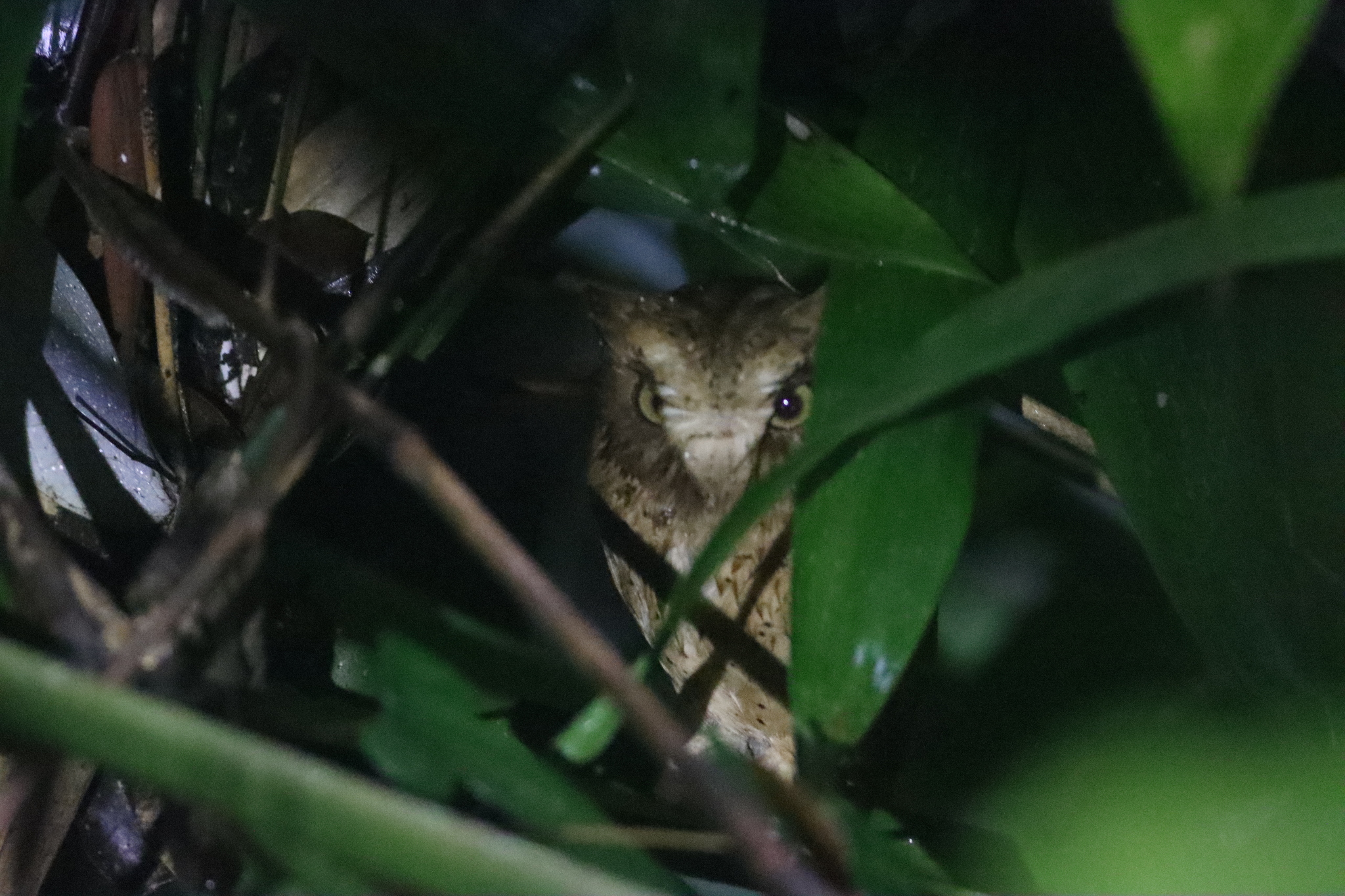 Serendib Scops Owl (Otus thilohoffmanni), photo 7