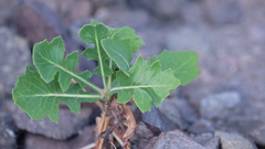 (c) fmunoz, some rights reserved (CC BY) Sonchus brachylobus, photograph (c) fmunoz, some rights reserved (CC BY)