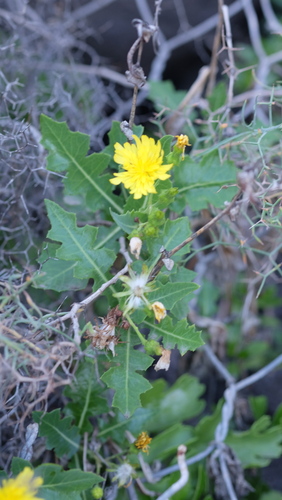 Sonchus brachylobus, photograph 3