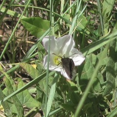 Pholisora mejicanus