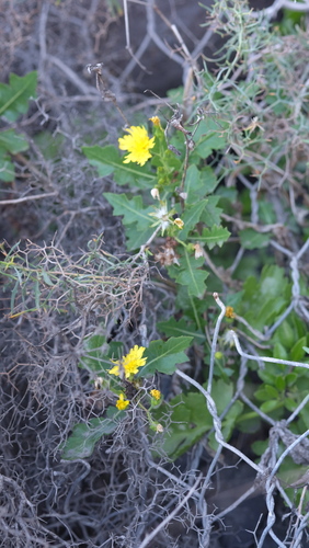 Sonchus brachylobus, photograph 6
