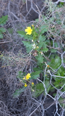 Sonchus brachylobus, photograph (c) fmunoz, some rights reserved (CC BY)