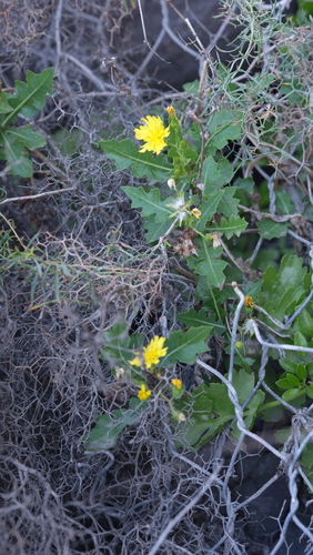 Sonchus brachylobus, photograph 5