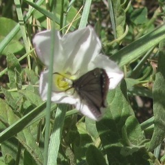 Pholisora mejicanus